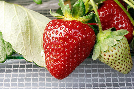 黒苺(真紅の美鈴)