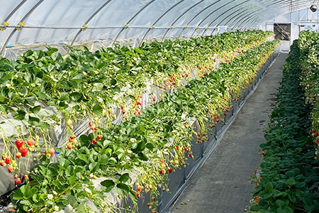 高設栽培の通路