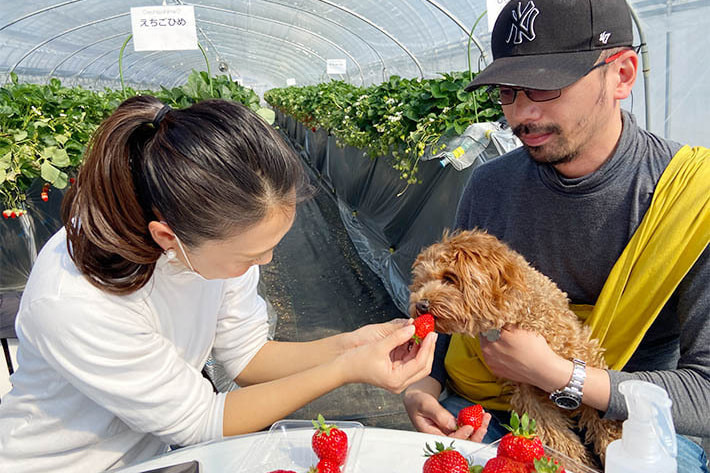 ペットと苺狩りできる相葉苺園