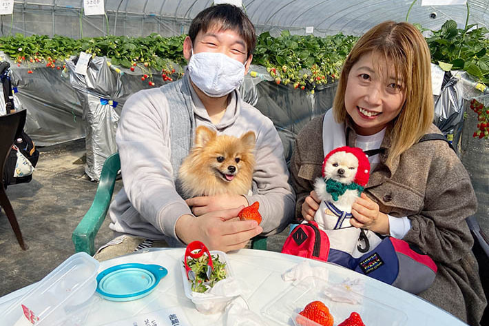 ペットと苺狩り：相葉苺園