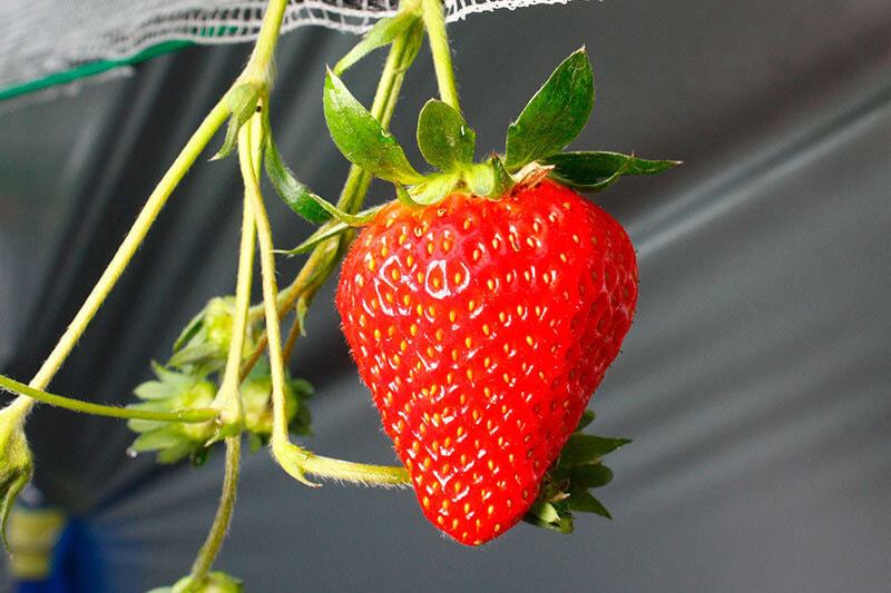 ベリーポップ「はるひ」