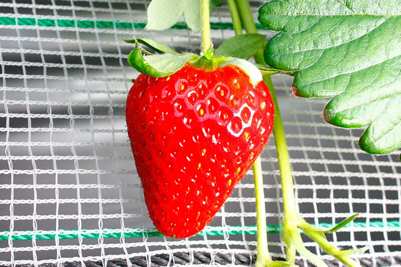 ベリーポップ「すず」